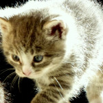 Wiosenny powrót do domu