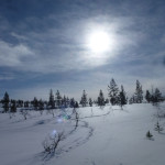 Trasy biegowe w Parku Narodowym Urho Kekkonen