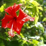 Rośliny i zwierzęta wyspy