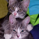 Kocie bliźniaczki szukają nowych domków