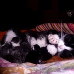 Wspaniała piątka – nowy miot naszej kotki 