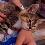 Pożegnanie z Arszanem – Droga do Irkucka