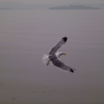 Rośliny i zwierzęta Olchonu