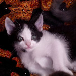 Kociaki do nowych domków