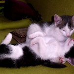 Piszczydło , pieścidło i cykoreczek , cukiereczek chcą sie wyprowadzić