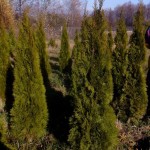 Tuja Szmaragd do kupienia z naszej Szkółki