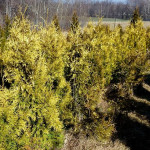 Ostatnie tuje z naszej szkółki