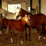 Końskie refleksje – Janów Podlaski