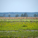 Bataliony Batalionów