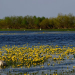 Przez kaczeńcową Biebrzę