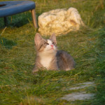 Tygrysica Alicja szuka domku 