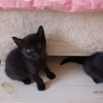 Kociaki dzieciaki czarne towarzystwo ma już miesiąc 