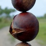 Kasztany jadalne – również dla surojadków