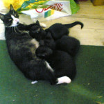 Czarne kocie piękności do wzięcia 