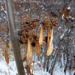 Powitanie “drogi” w obfitości i radości