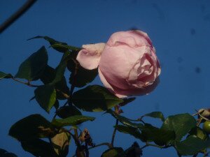 P1170105