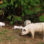 Przesłanie świńskiej rodziny