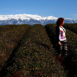 W kierunku Wysokiego Kaukazu Swanetia