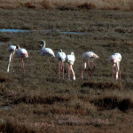 Flamingowe powitanie w Grecji