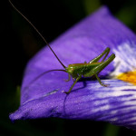 Swoboda życia na lazurowych plażach