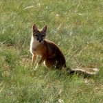 Odpuszczam to co chcę i pozwalam się prowadzić. Droga do Bajanhongor
