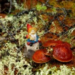 Skrzaci las przy rajskiej plaży