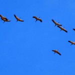 Z pewnością podążam swoją drogą żurawie na Gobi