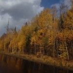 Uzdrowienie landrynki i zakupy w energii wilka