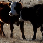 Magiczną drogą do klasztoru Amarbajasgalant