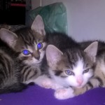 Kolejny koci  miot naszej Szkłodeczki szuka nowych współlokatorów