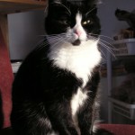 Domek do sprzedania z kocią gospodynią z przyjaznych materiałów.