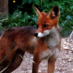 Przesłanie rzeki Gauji