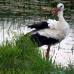 Przesileniowe bocianie przesłanie