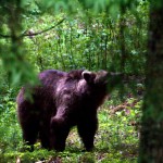 W leśnym zoo – naiwność Brygidki