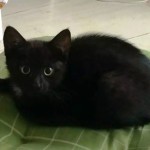 Mała czarna piękność szuka domku