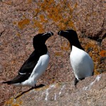 Magia Morza Białego i jego wysp