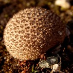 Refleksje o północnym lesie