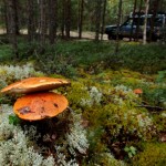 Między Karelią, a Murmanskiem