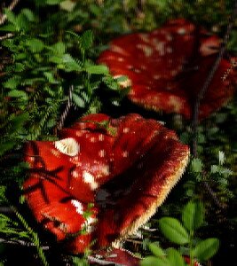 p8055304