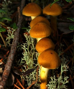 p8125355