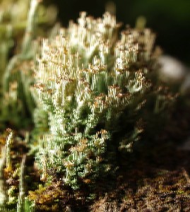 p8245866