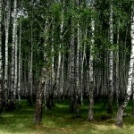 Mowa lasu i domy z księżycowego drewna