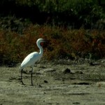 W objęciach rzeczki na rozlewiskach Wołgi