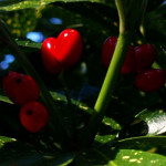 Czego żałują ludzie w chwili śmierci? Refleksje na Nowy Rok