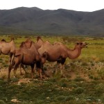 Mongolskie powitanie