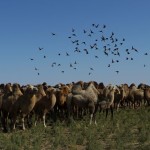 Antylopy Sajgaki – spotkanie